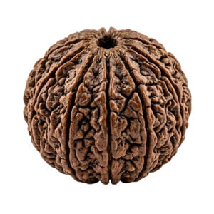 Fourteen Mukhi Rudraksha