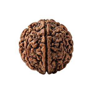 One Mukhi Rudraksha