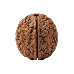 Two Mukhi Rudraksha