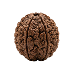 Three Mukhi Rudraksha