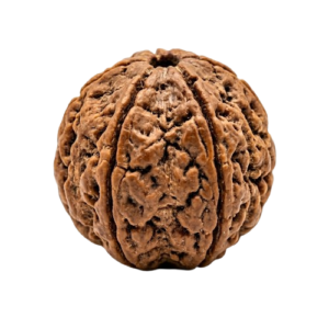 Four Mukhi Rudraksha