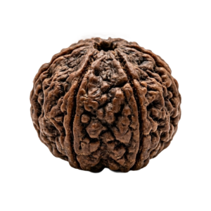 Five Mukhi Rudraksha