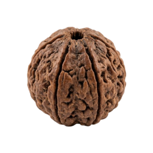 Six Mukhi Rudraksha