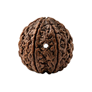Seven Mukhi Rudraksha